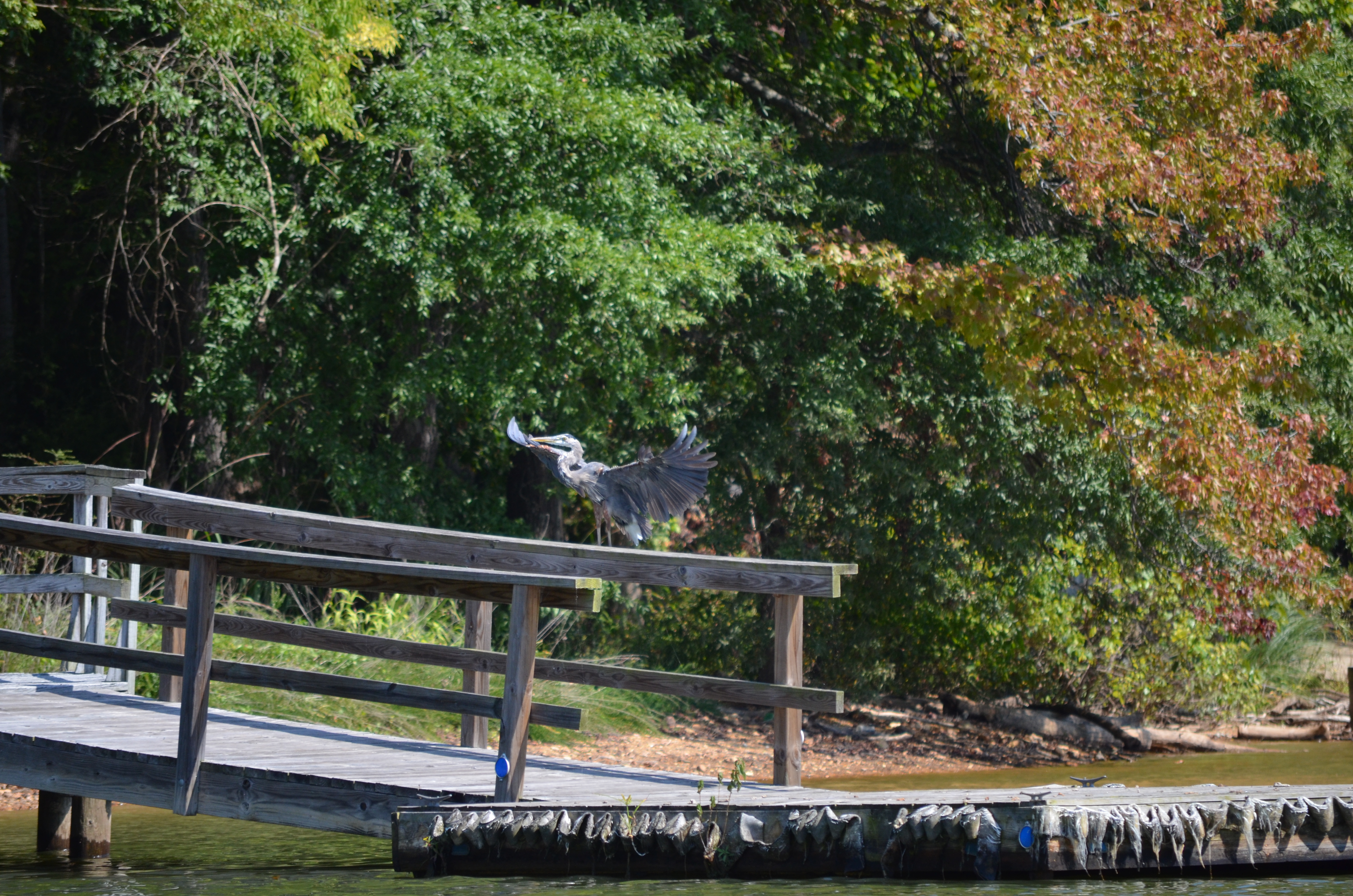./2012/Grape Stomp/DSC_0288.JPG